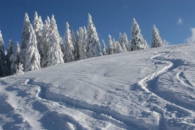 Adieu Alltag: Pension Oesterle Im Schwarzwald Schonmunzach エクステリア 写真
